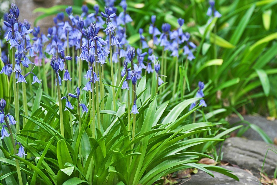 Bluebell (Hyacinthoides)