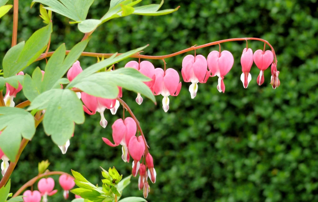 Bleeding Heart (Dicentra)