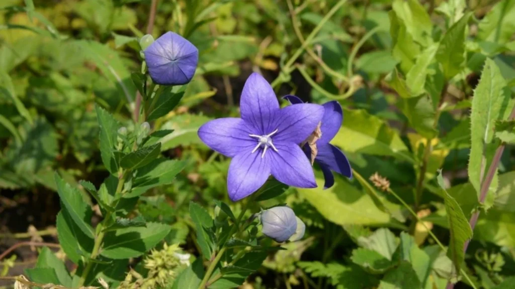 Balloon Flower (Platycodon)