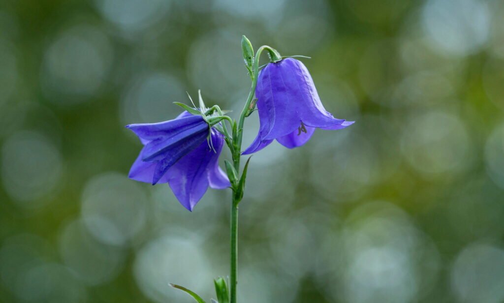 Bellflower (Campanula)