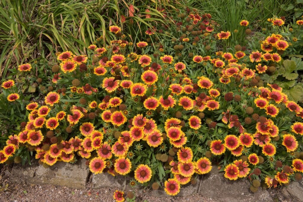 Blanket Flower (Gaillardia)