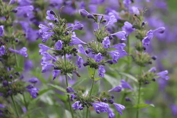 Dracocephalum (Dragonhead)