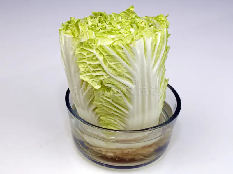 Cabbage