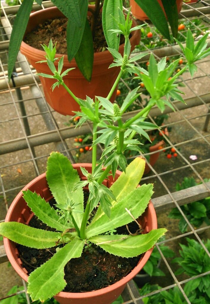 15 Tropical Herbs and Spices to Grow in Your Garden 5 Culantro