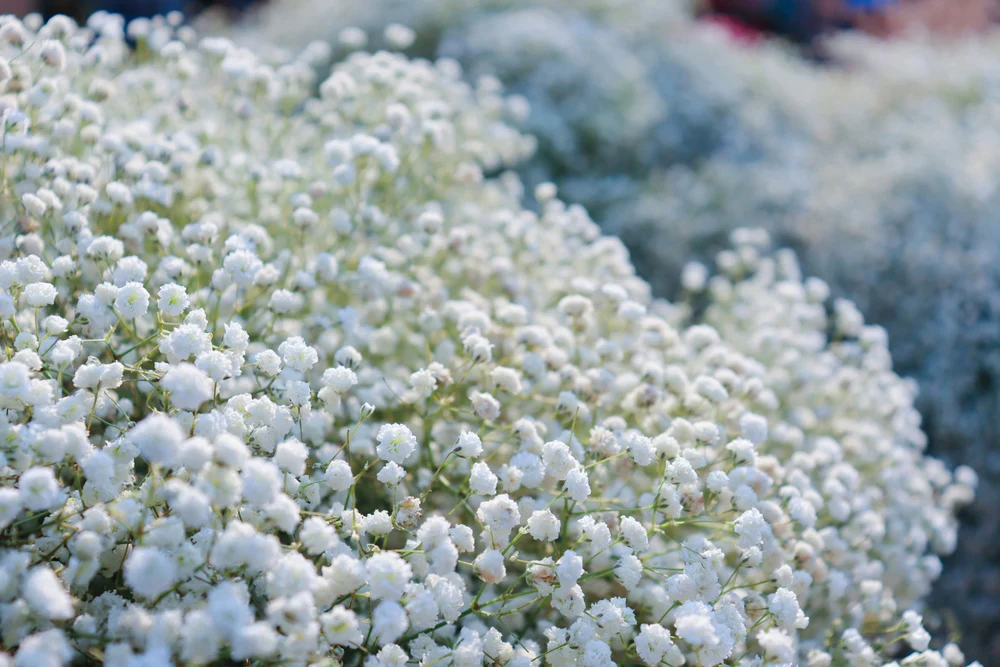 Baby's Breath (Gypsophila paniculata)