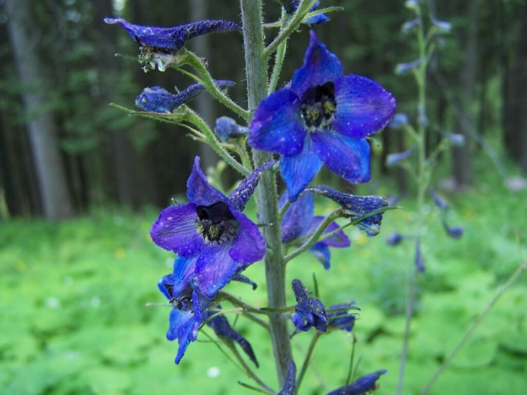 Tall Purple Flowers: Best Varieties to Add Color and Height to Your Garden 6 4. Delphinium (Delphinium elatum) tall purple flowers