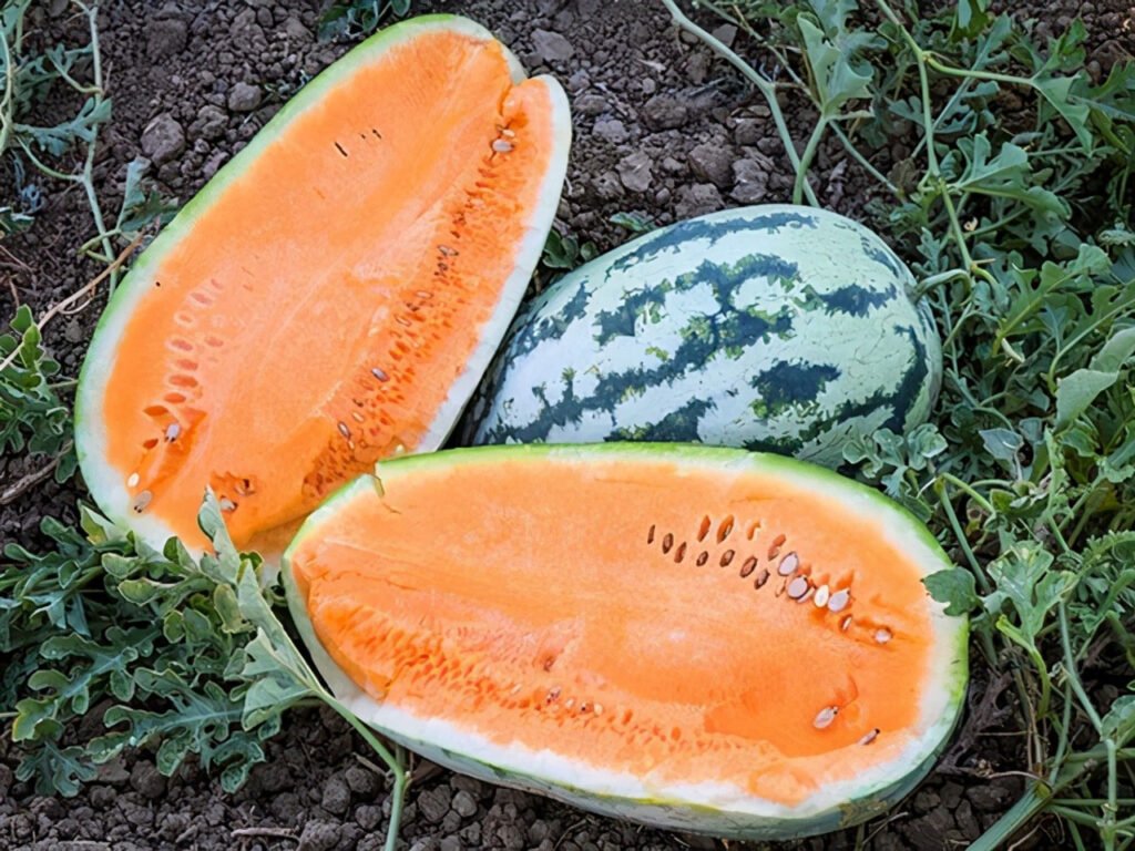 Sweetest Watermelon Variety: Crimson Sweet & More 9 orangeglo watermelon Sweetest Watermelon Varieties