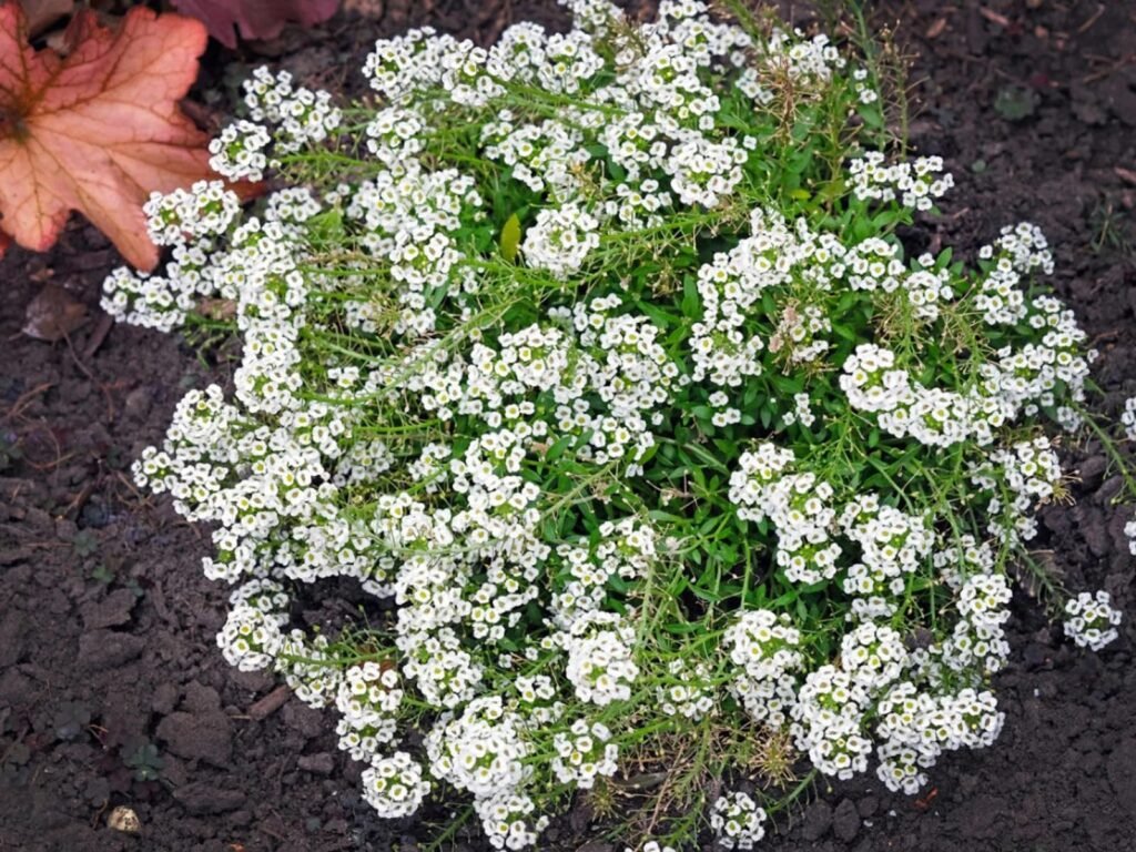 Sweet Alyssum (Lobularia maritima)