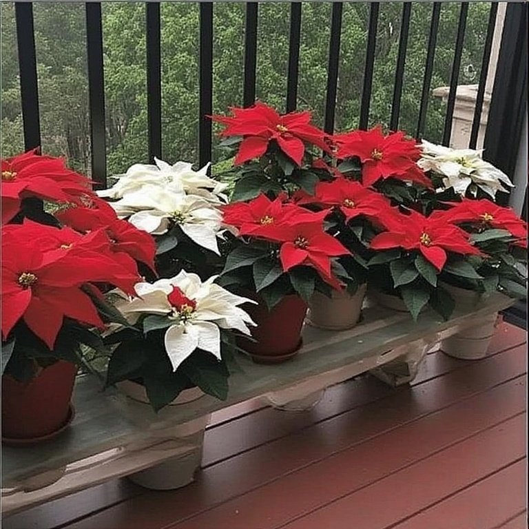 20 Christmas Balcony Decoration Ideas to Create a Festive Escape 10 Add Poinsettias: These classic holiday plants love the cooler temperatures many balconies offer. Group a few together for a vibrant punch of red or white.