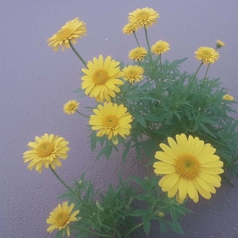 Gerbera Daisy (Gerbera Jamesonii)