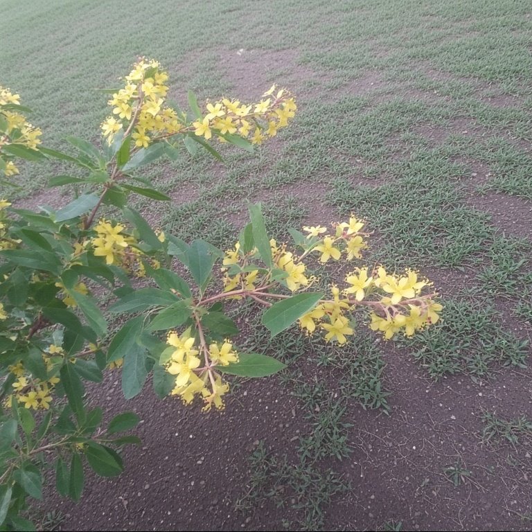 Yellow Honeysuckle (Lonicera flava)