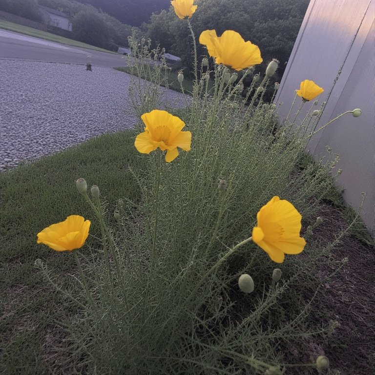 Yellow Poppy (Papaver)