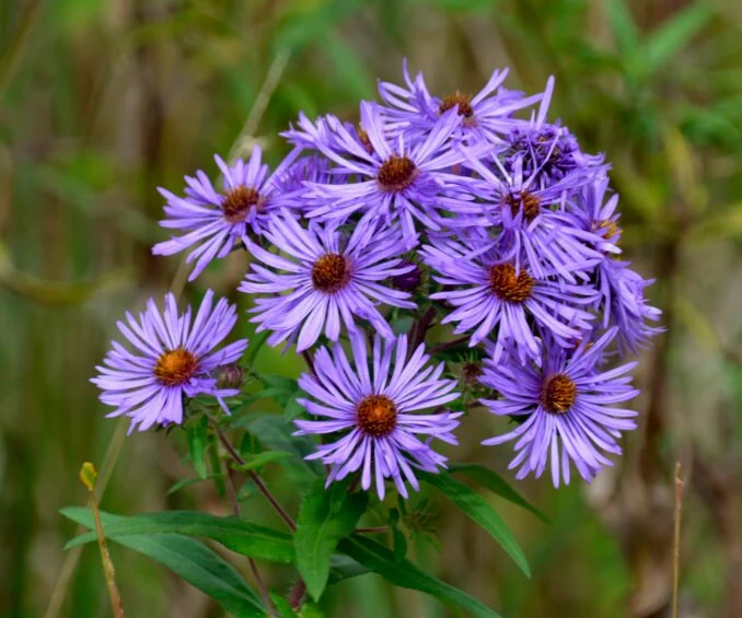 Tall Purple Flowers: Best Varieties to Add Color and Height to Your Garden 15 Aster (Aster novae-angliae)