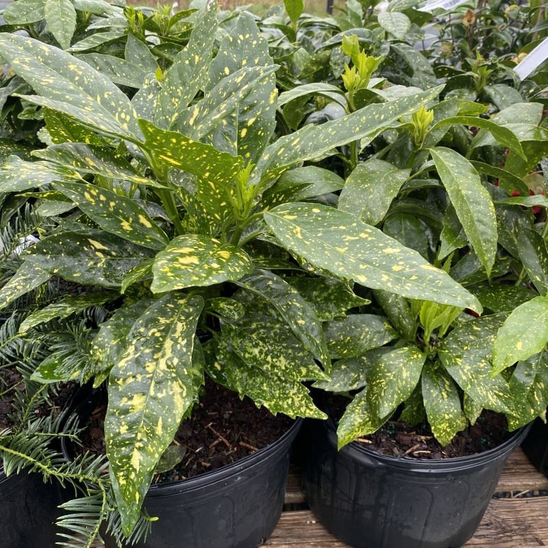 Aucuba Japonica 'Variegata' Care