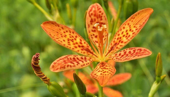 Belamcanda Chinensis: Growing and Caring for Blackberry Lily 3 belamcanda chinensis
