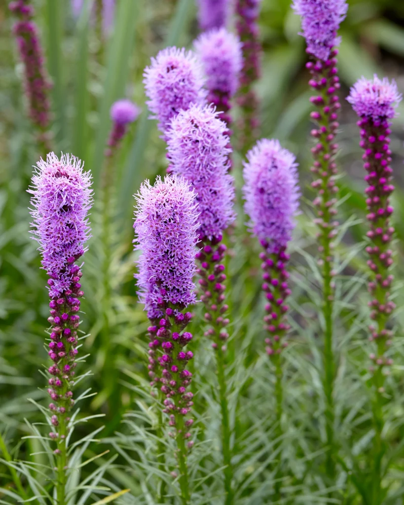 Tall Purple Flowers: Best Varieties to Add Color and Height to Your Garden 11 Blazing Star (Liatris spicata)
