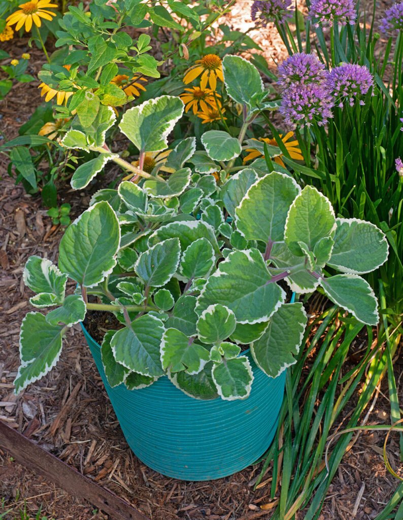 15 Tropical Herbs and Spices to Grow in Your Garden 4 Cuban Oregano