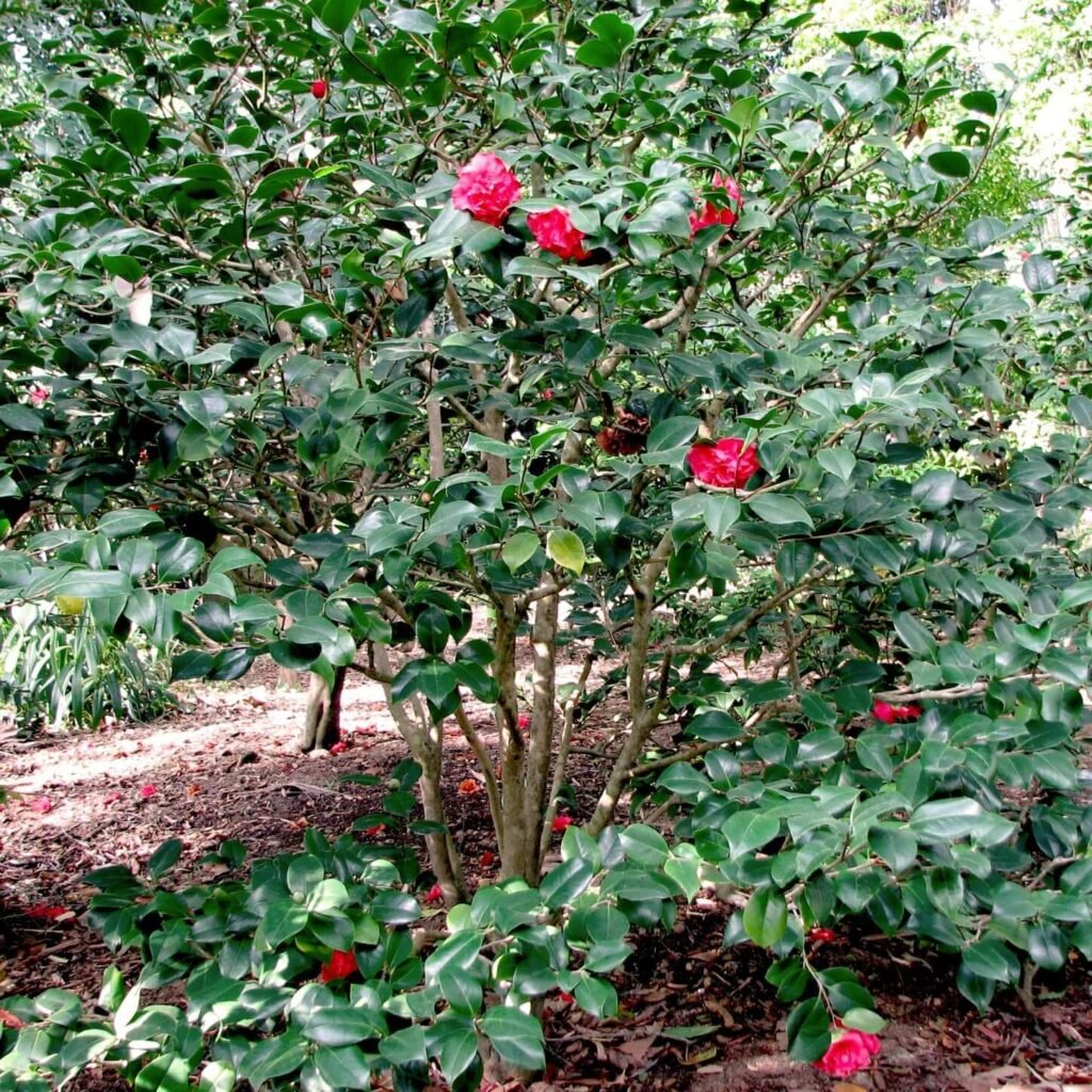 Dwarf Camellia Bushes: A Complete Growing and Care Guide 5 Camellia japonica 'Kramer's Supreme'
