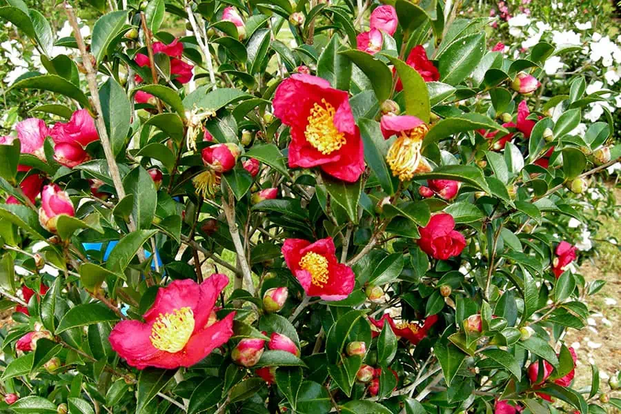 Dwarf Camellia Bushes: A Complete Growing and Care Guide 8 Camellia japonica 'Yuletide'