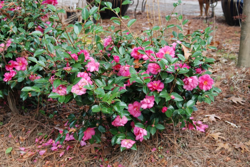 Dwarf Camellia Bushes: A Complete Growing and Care Guide 4 Camellia sasanqua 'Shishi Gashira'