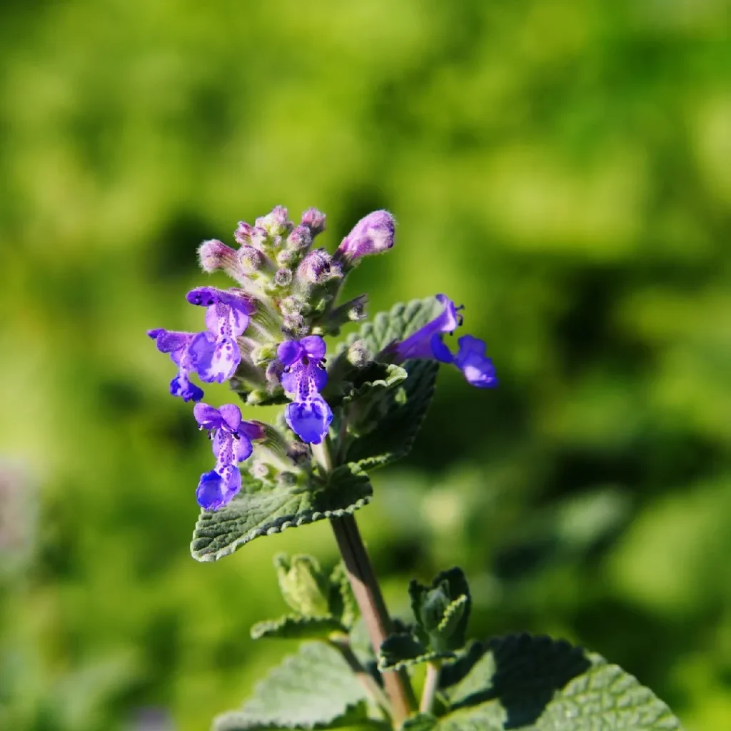 Tall Purple Flowers: Best Varieties to Add Color and Height to Your Garden 9 Catmint (Nepeta faassenii)