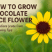 How to Grow Chocolate Lace Flower: A Simple Guide 18 Berlandiera_lyrata-1
