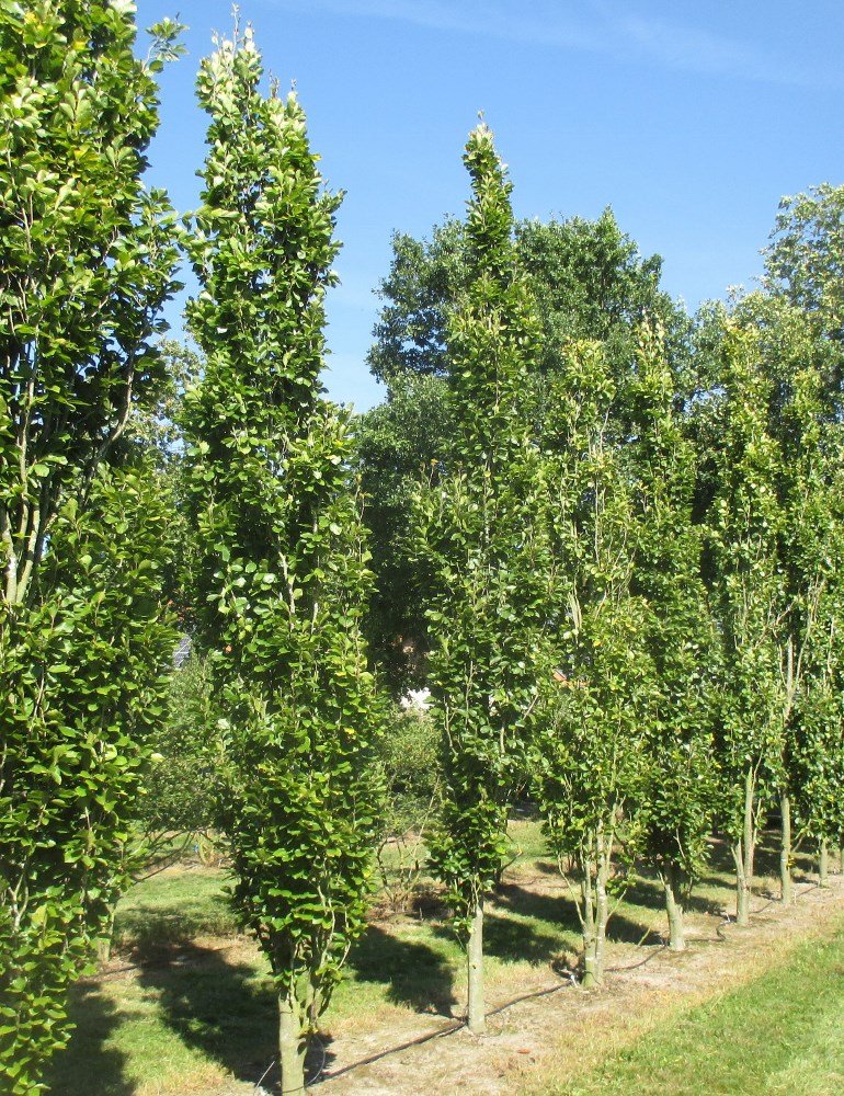 20 Skinny Evergreen Trees for Year-Round Structure and Beauty 21 Dawyck Beech (Fagus sylvatica 'Dawyck')