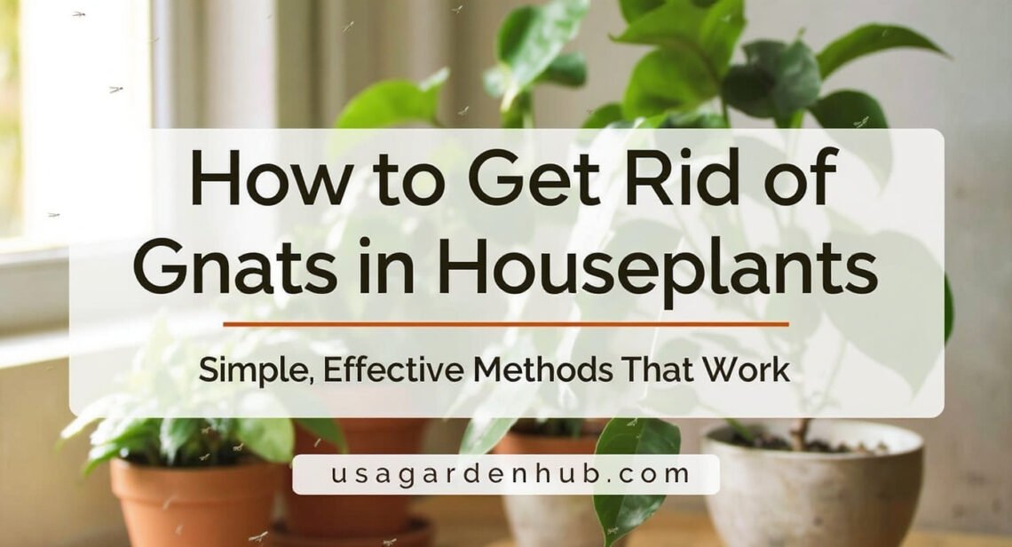 How to Get Rid of Gnats in Houseplants: Simple, Effective Methods