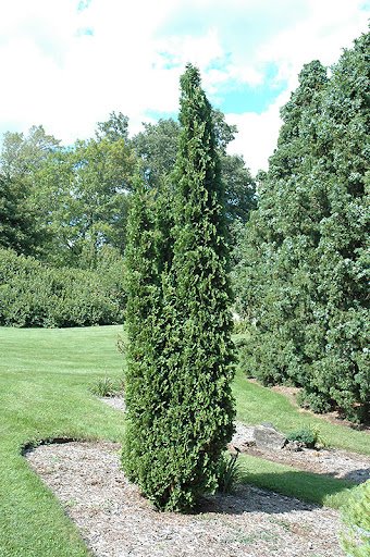 20 Skinny Evergreen Trees for Year-Round Structure and Beauty 8 Degroot's Spire Arborvitae (Thuja occidentalis 'Degroot's Spire')