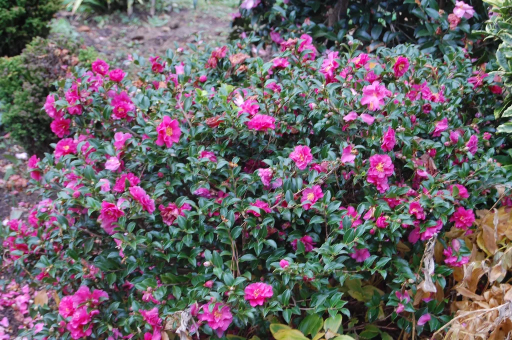 Dwarf Camellia Bushes: A Complete Growing and Care Guide 3 Dwarf Camellia Bushes