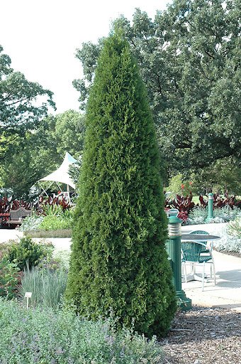 20 Skinny Evergreen Trees for Year-Round Structure and Beauty 5 Emerald Green Arborvitae (Thuja occidentalis 'Smaragd')