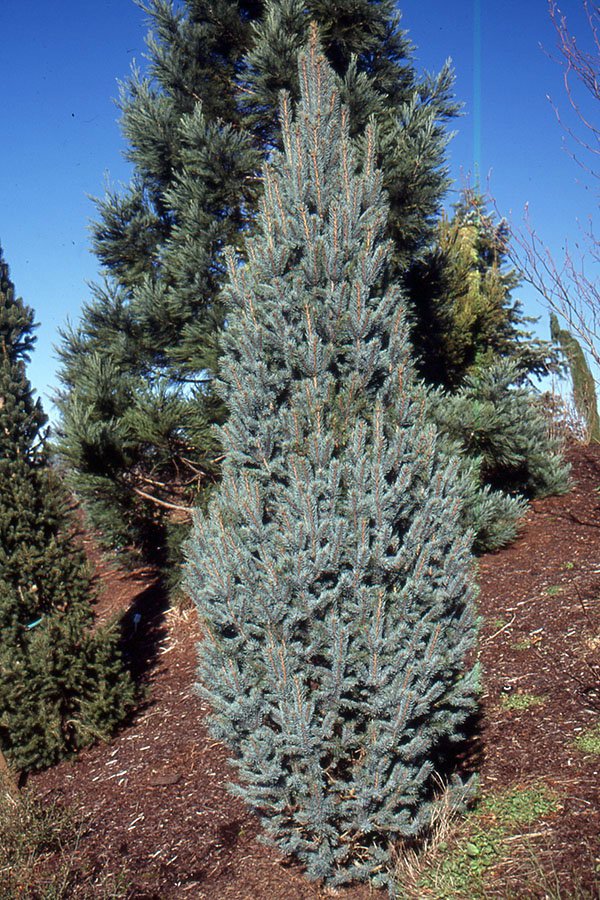20 Skinny Evergreen Trees for Year-Round Structure and Beauty 9 Fastigiata Spruce (Picea orientalis 'Fastigiata')