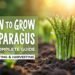 How to Grow Asparagus: A Complete Guide to Planting and Harvesting
