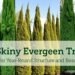 20 Skinny Evergreen Trees for Year-Round Structure and Beauty 9 20 Skinny Evergreen Trees for Year-Round Structure and Beauty