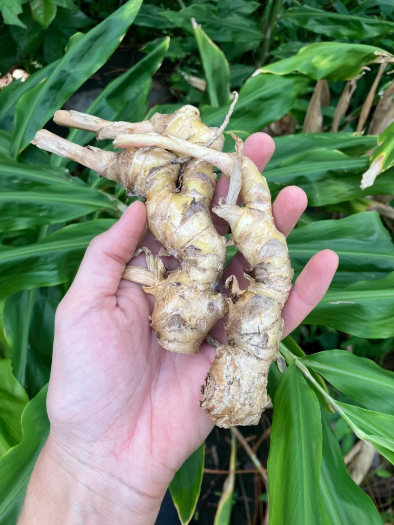 15 Tropical Herbs and Spices to Grow in Your Garden 7 Galangal