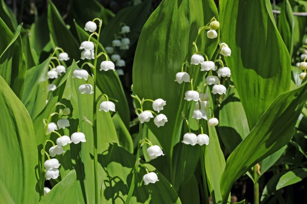 Lily of the Valley (Convallaria majalis)