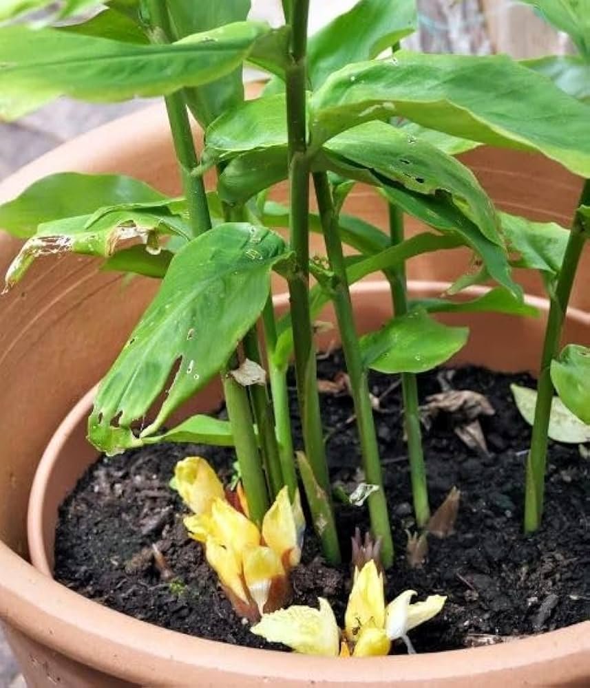 15 Tropical Herbs and Spices to Grow in Your Garden 9 Ginger