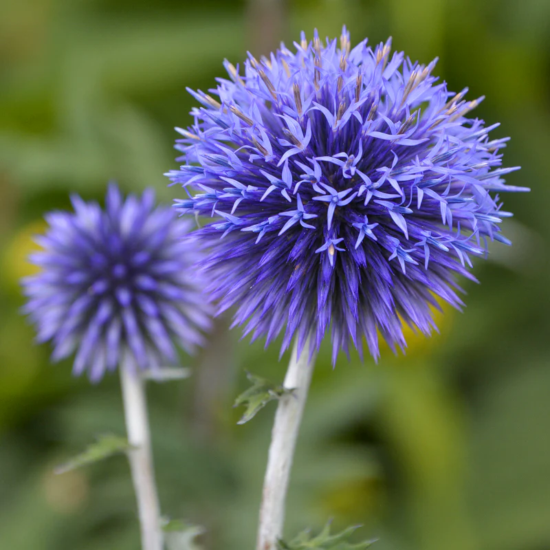 Tall Purple Flowers: Best Varieties to Add Color and Height to Your Garden 8 Globe Thistle (Echinops ritro)