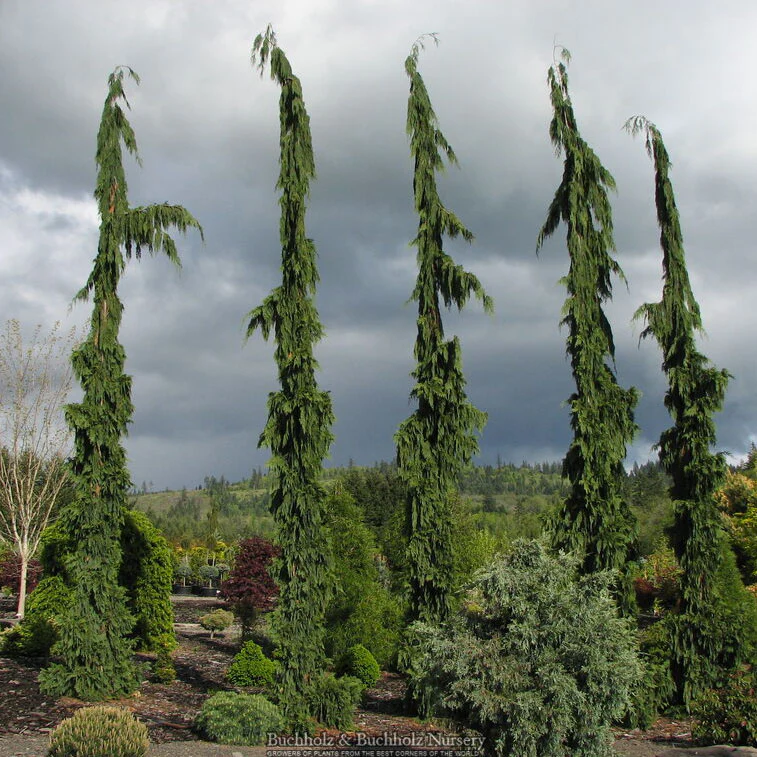20 Skinny Evergreen Trees for Year-Round Structure and Beauty 11 Green Arrow Alaska Cedar (Chamaecyparis nootkatensis 'Green Arrow')