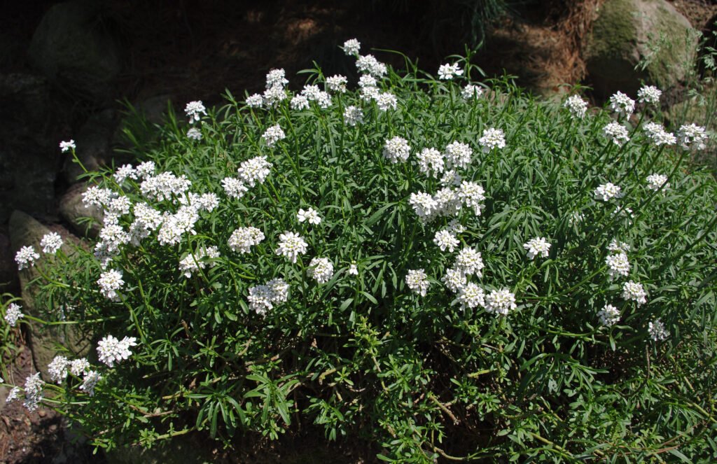 Candytuft (Iberis sempervirens)