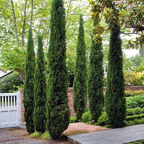 20 Skinny Evergreen Trees for Year-Round Structure and Beauty 3 Italian Cypress (Cupressus sempervirens)