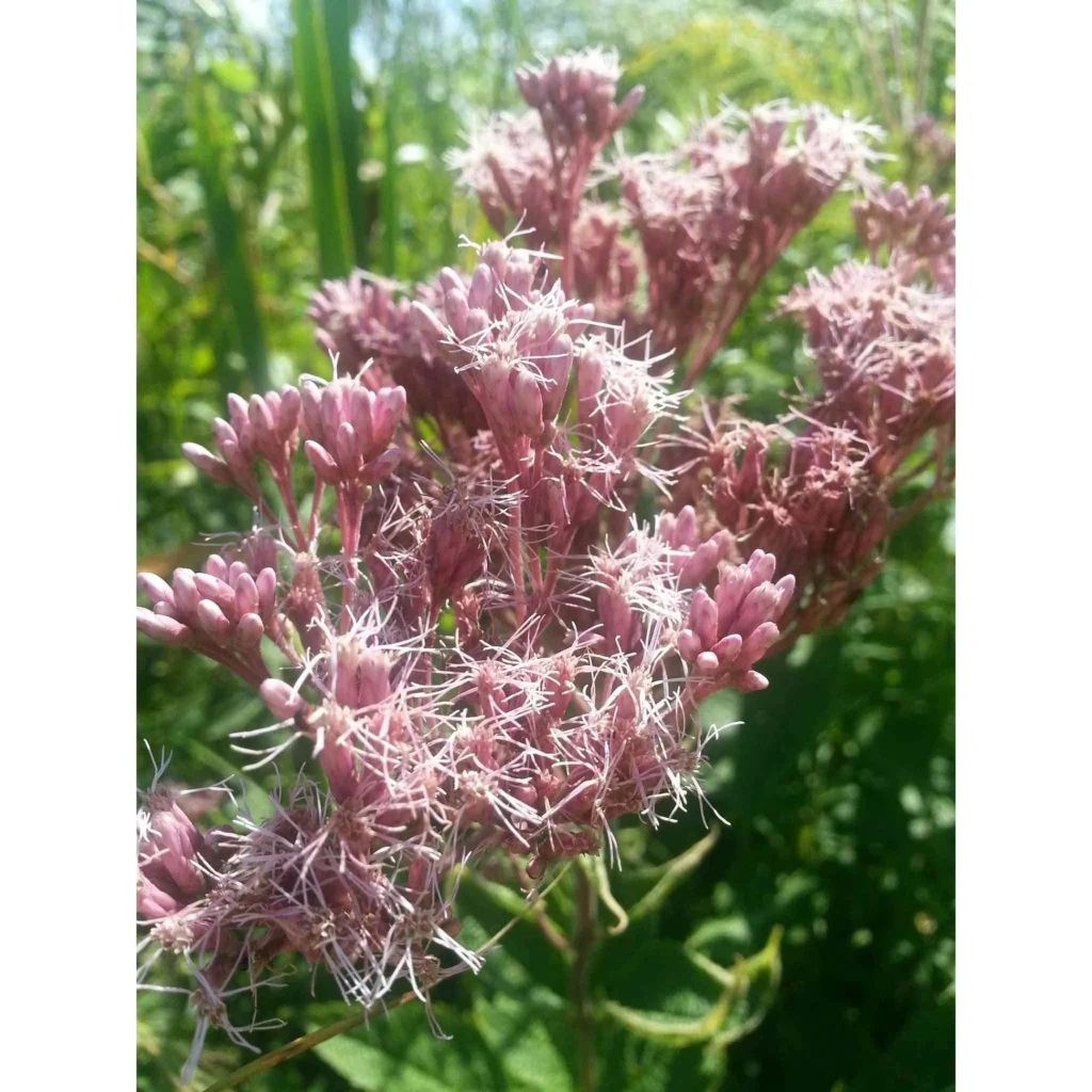 Tall Purple Flowers: Best Varieties to Add Color and Height to Your Garden 14 Joe Pye Weed (Eutrochium purpureum)