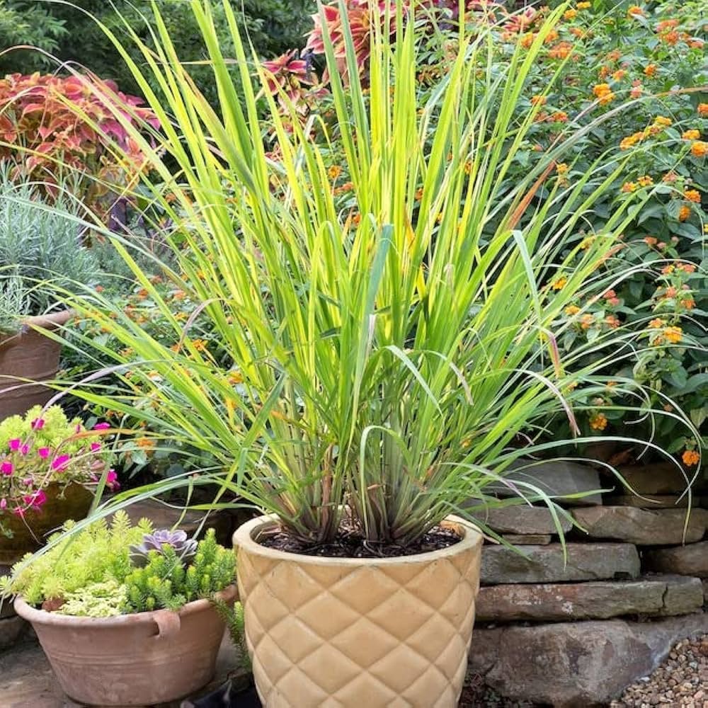 15 Tropical Herbs and Spices to Grow in Your Garden 10 Lemongrass