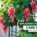 Dipladenia (Mandevilla) Care Guide: Grow Vibrant Vines with Ease