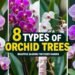 8 Types of Orchid Trees