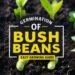 Germination of Bush Beans: Complete Guide to Planting and Growth 3 Germination of Bush Beans: Complete Guide to Planting and Growth