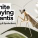 white praying mantis meaning