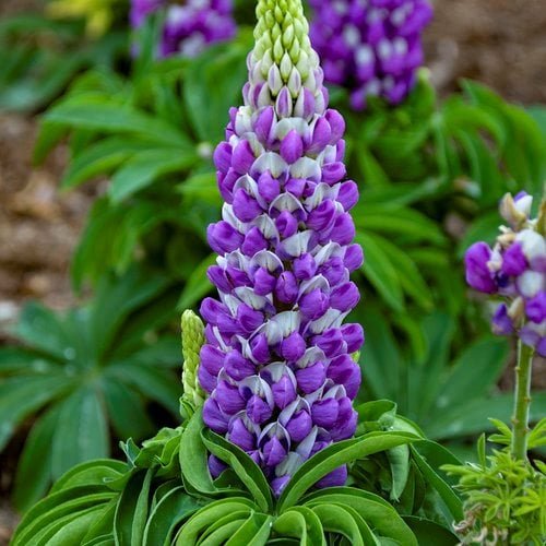 Tall Purple Flowers: Best Varieties to Add Color and Height to Your Garden 3 Lupine (Lupinus spp.) tall purple flowers