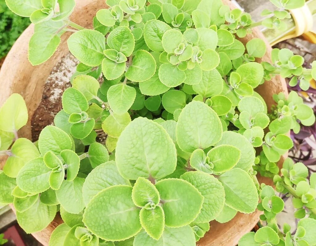 How to Grow Mexican Oregano: A Simple Planting Guide 3 Mexican Oregano USA Garden Hub