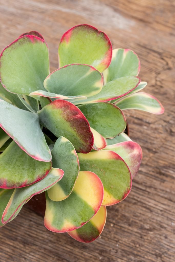 9 Houseplants to Add Fun Personality to Your Home 6 Paddle Plant (Kalanchoe thyrsiflora)